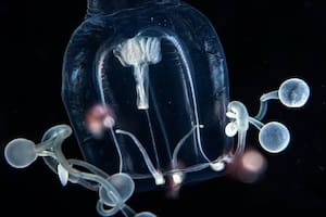 Una nueva criatura marina con tentáculos “únicos” es descubierta en Florida