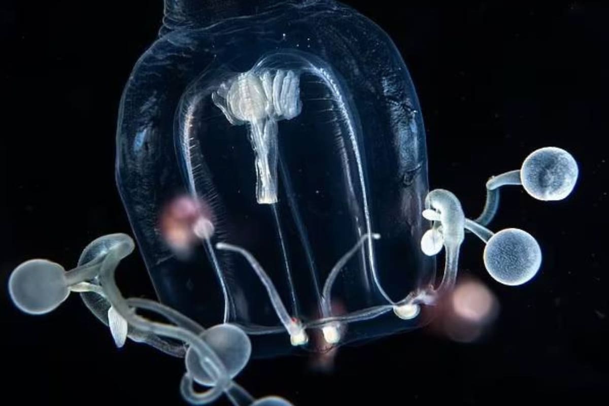 Zancleopsis grandis, la nueva especie descubierta en Florida