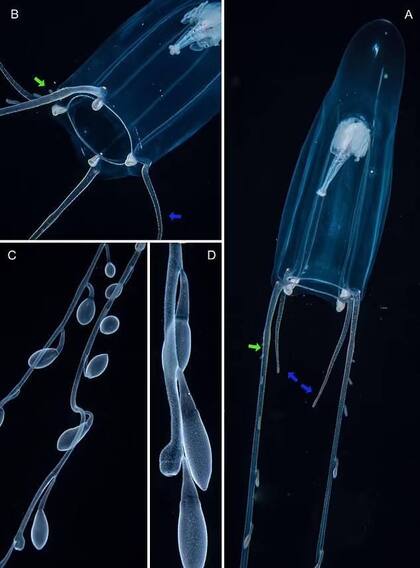 Zancleopsis grandis, una nueva especie de hidromedusas