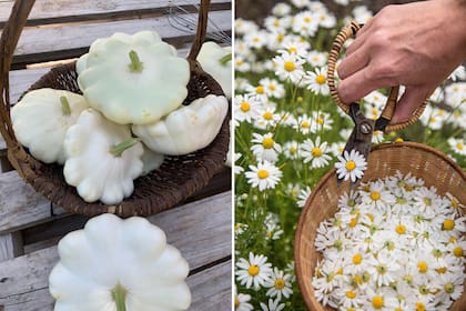 Zapallos ‘Patisson’ y manzanillas, dos plantas que agregan blanco a la variada paleta de colores de Avataras.