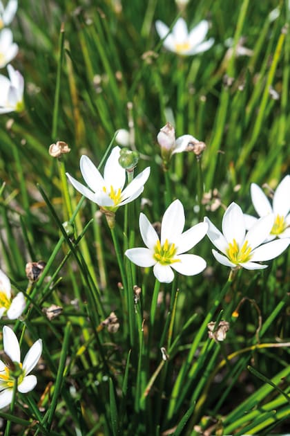 Los narcisos, científicamente conocidos como Narcissus, son un género de plantas bulbosas perteneciente a la familia de las Amarilidáceas. Son originarios de Europa, Norte de África y Asia Occidental, aunque también se cultivan en muchas otras partes del mundo por sus atractivas flores.