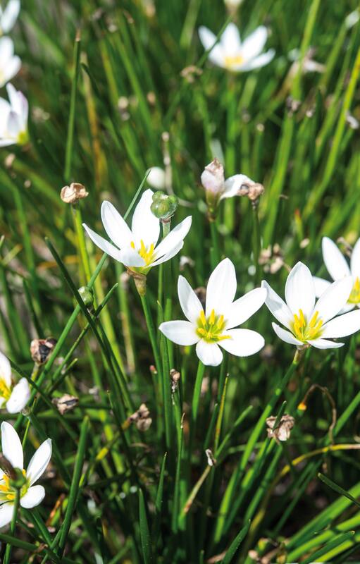 Zephyranthes, también conocidas como azucenas lluvia, azucenas de lluvia o lirios lluvia, son un género de plantas bulbosas perennes perteneciente a la familia de las Amarilidáceas. Son nativas de las regiones tropicales y subtropicales de América del Sur y Central, aunque también se cultivan en otras partes del mundo por sus flores atractivas y resistentes.