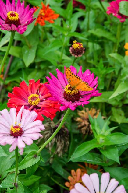 Zinnia elegans, llamativa por sus grandes flores simples o dobles