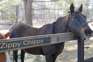 Zippy Chippy, en el campo de retiro donde pasó los últimos años de su vida