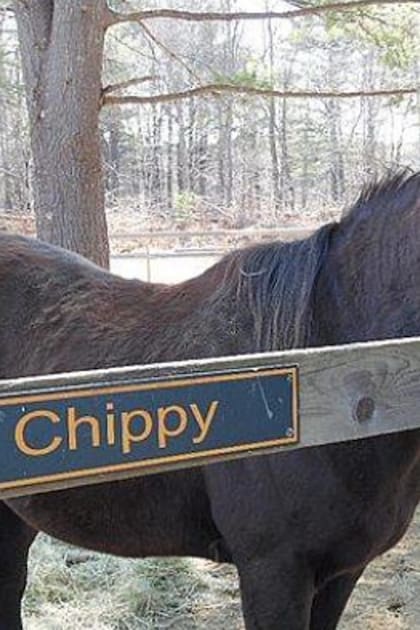 Zippy Chippy, en el campo de retiro donde pasó los últimos años de su vida