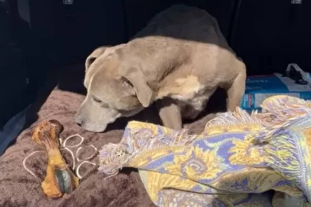 Zoey encontrada a unas 60 millas de donde había desaparecido en 2010, la casa de su familia