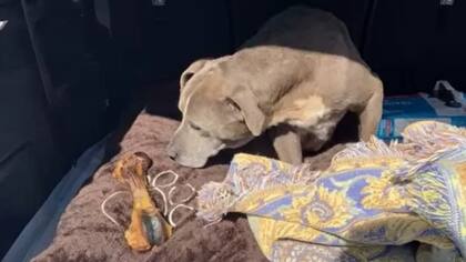 Zoey encontrada a unas 60 millas de donde había desaparecido en 2010, la casa de su familia