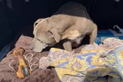 Zoey encontrada a unas 60 millas de donde había desaparecido en 2010, la casa de su familia