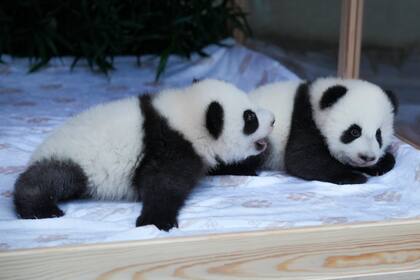 Zoo de Berlín pone nombre a sus nuevas pandas gemelas: Leni y Lotti, o Meng Hao y Meng Tian