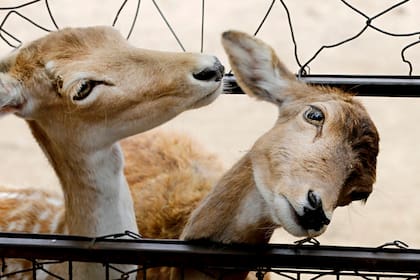 Zoo porteño: la promesa de terminar con el cautiverio de animales, en duda