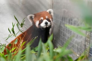 Zoológico de Taiwán recibe pandas rojos de China, los primeros en más de 10 años