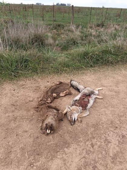 Zorro y Carpincho cazados para venta de carne exótica ilegal