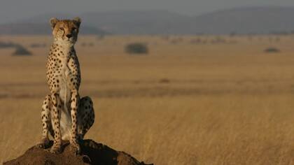 Los parques y reservas protegidas no son suficientes, porque el animal se mueve por zonas mucho más amplias.
