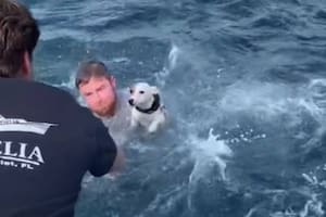 Zuko es el nombre del perro que fue rescatado en medio del océano, frente a las costas de Florida, en los Estados Unidos