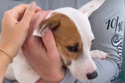 Zuko, recién rescatado, luego de ser encontrado nadando en el océano