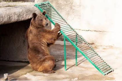 Zuzu, el oso del zoológico de Uzbekistán