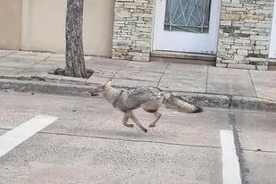 Los vecinos de Mataderos registraron a un zorro corriendo por el barrio porteño