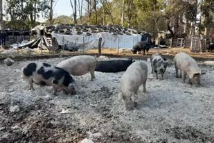 El Senasa interdictó los cerdos de un establecimiento de Adelia María, Córdoba