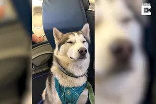 10/05/2021 El vuelo en avión de este Husky como perro de apoyo se ha hecho viral en TikTok con casi 9 millones de visualizaciones.  MADRID, 10 may. (EDIZIONES) Este perro ha demostrado todas las emociones que puede llegar a vivir una mascota cuando viaja en avión acompañando a su dueña como perro de apoyo.  POLITICA YOUTUBE - CATERS - @PNWSALLY