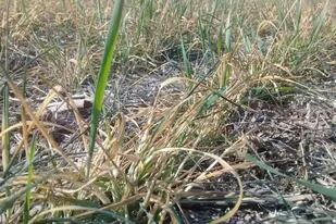 Entre Inriville y Monte Buey, Córdoba, un trigo afectado por la falta de lluvias y heladas