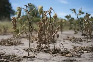 En la zona de Sanford, en el sur de Santa Fe, la sequía afectó el desarrollo de la soja