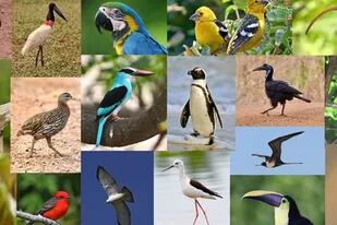 28-02-2022 La base de datos AVONET recopila medidas corporales de todas las especies de aves POLITICA INVESTIGACIÓN Y TECNOLOGÍA IMPERIAL COLLEGE LONDON