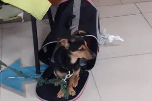 Coco fue retenido en el Aeropuerto Internacional de Ezeiza