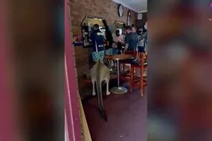 04/05/2022 Un canguro se cuela en un pub y la gente parece no inmutarse | Australia SOCIEDAD YOUTUBE -VIDELO - PENNY WITTENBAKER