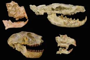 Los fósiles de los grupos clave utilizados para revelar la extinción del Eoceno-Oligoceno en África con primates a la izquierda, el carnívoro hyaenodont, arriba a la derecha, roedor, abajo a la derecha. Estos fósiles son de la depresión de Fayum en Egipto