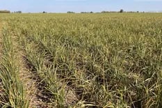 La principal región ya perdió 130.000 hectáreas con trigo por la sequía y se prende otra alarma para el país