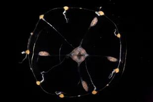 Clytia hemisphaerica, visto desde arriba, el animal redondo y transparente mide un centímetro de ancho, con una boca central y tentáculos dispuestos uniformemente alrededor de sus bordes exteriores como números en un reloj