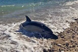 Siguen apareciendo delfines muertos en Las Grutas: ya son cerca de 35