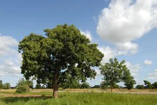 Los árboles protegen de la exposición directa a los rayos UV y evitan la erosión terrestre