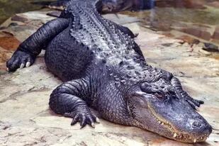 Un caimán de más de dos metros de largo atacó a un hombre a la salida de su casa, en Florida