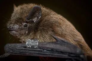 Un murciélago Nathusius capturado durante los experimentos