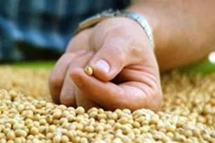 La industria semillera viene reclamando una nueva ley para traer más tecnologías