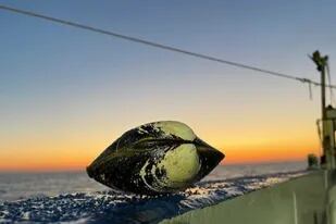 09/08/2022 Una concha Arctica islandica se posa en la barandilla del ESS Pursuit durante un crucero de investigación en Mid-Atlantic Bight, al sur del Golfo de Maine. SOCIEDAD INVESTIGACIÓN Y TECNOLOGÍA NINA WHITNEY/ WOODS HOLE OCEANOGRAPHIC INSTITUTI