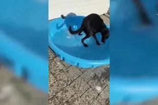 19/04/2022 La emoción de un perro cuando le regalaron una piscina SOCIEDAD YOUTUBE - VIDELO
